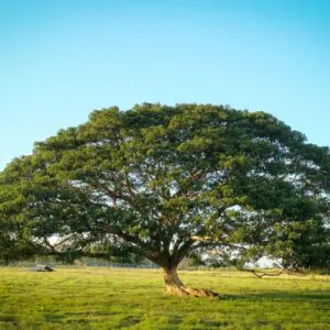 Samanea saman - Rain Tree, Monkey Pod, Saman