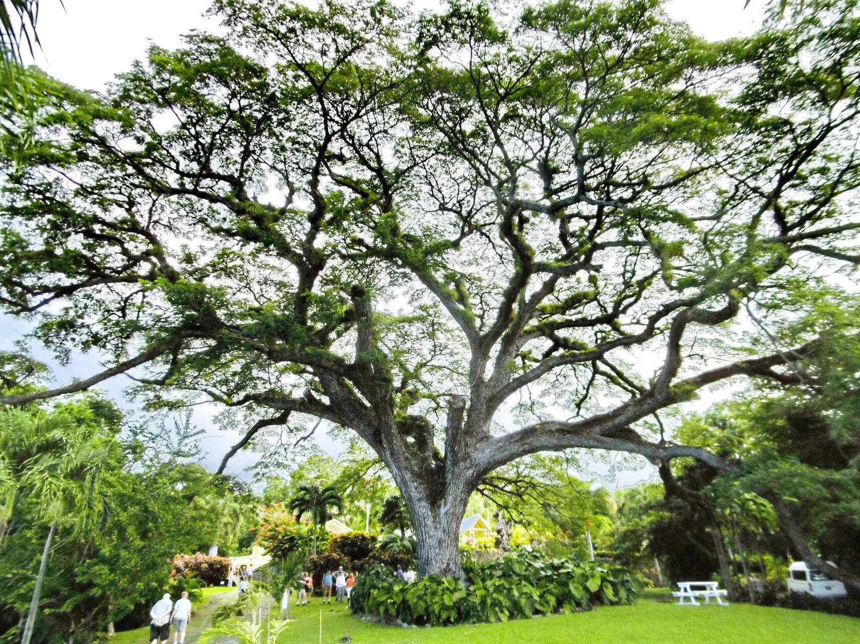 Samanea saman - Rain Tree, Monkey Pod, Saman - Image 3