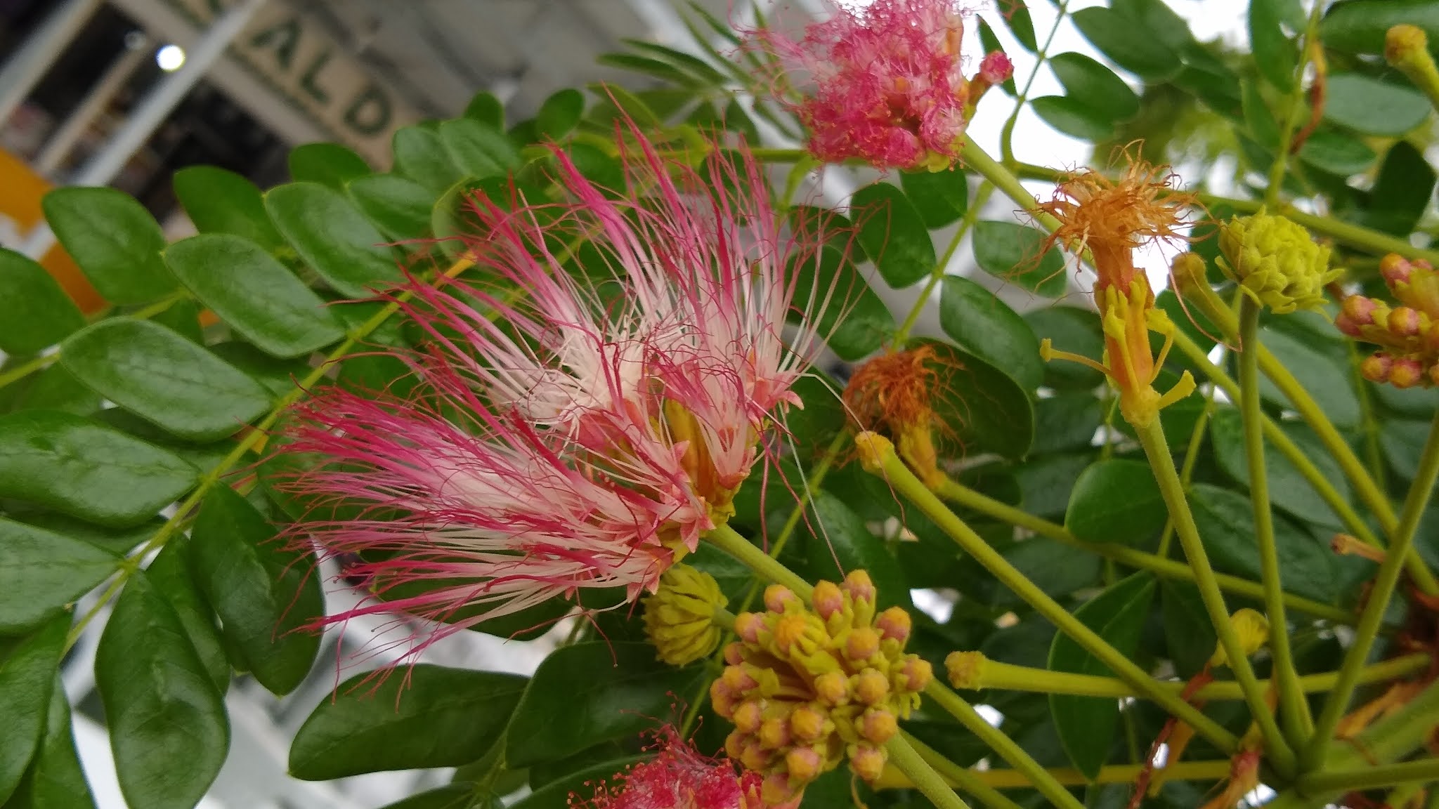 Samanea saman - Rain Tree, Monkey Pod, Saman - Image 6