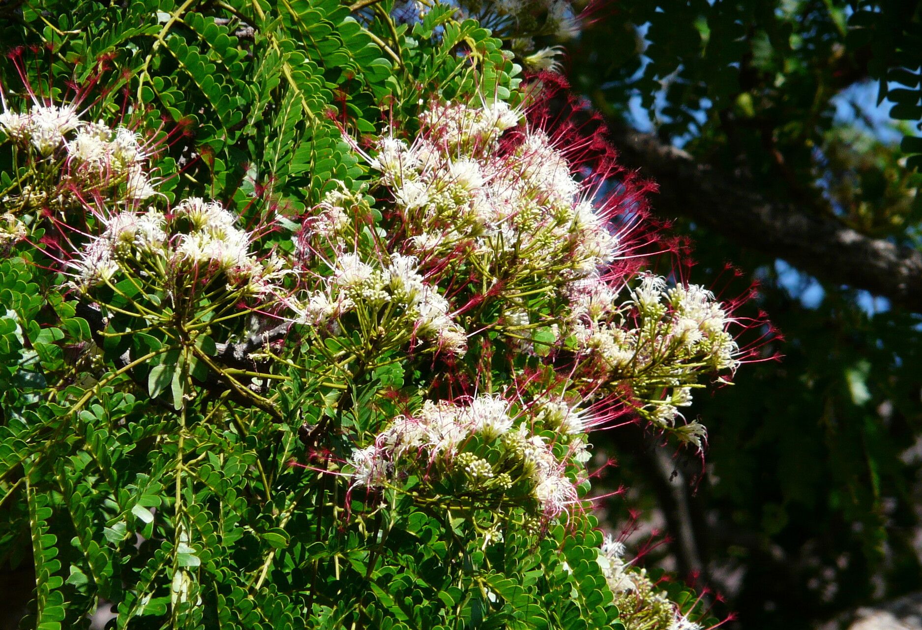 Samanea saman - Rain Tree, Monkey Pod, Saman - Image 8