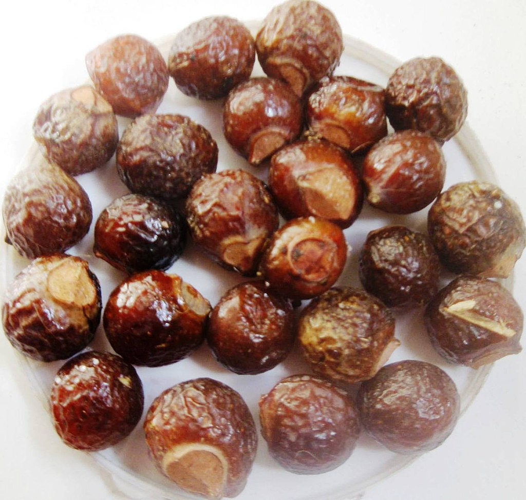 Sapindus mukorossi - Indian soapberry, Washnut, Ritha, Chinese Soapberry - Image 6