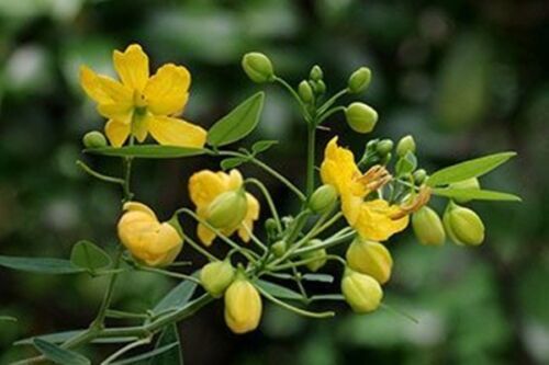 Senna alexandrina - Senna - Image 2