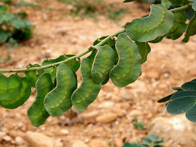 Senna alexandrina - Senna - Image 3