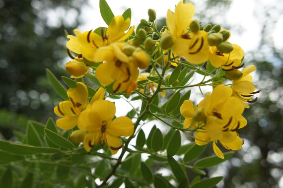 Senna alexandrina - Senna - Image 4