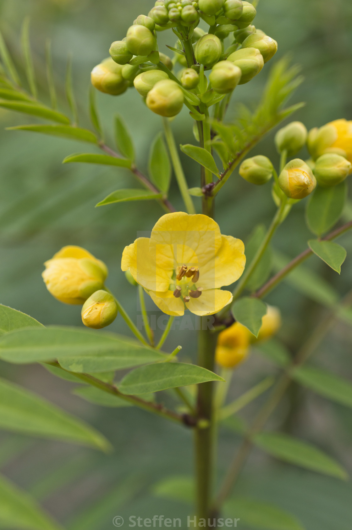 Senna alexandrina - Senna - Image 5