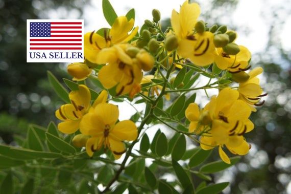 Senna alexandrina - Senna - Image 7