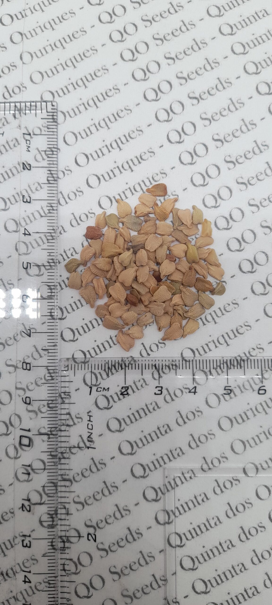 Senna alexandrina - Senna - Image 8