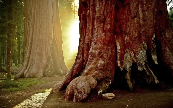Sequoiadendron giganteum - Sequoia Gigantea, Giant Sequoia, Giant Redwood, Wellingtonia Gigantea - Image 13