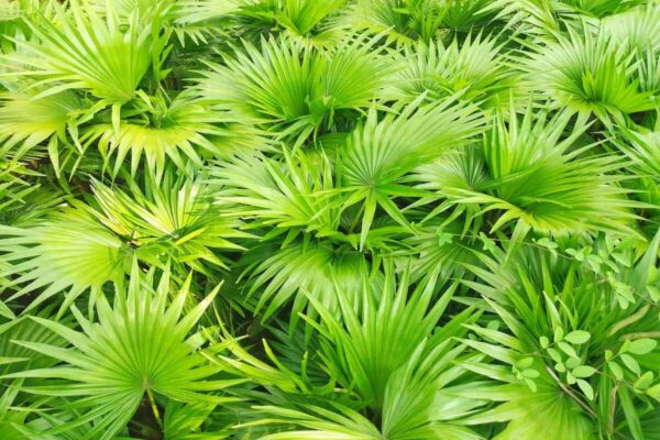 Serenoa repens / Corypha repens / Chamaerops serrulata - Saw Palmetto - Image 5