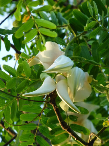 Sesbania grandiflora 'White' - Vegetable Hummingbird, West Indian Pea, Jayanti, Agati, Katurai - Image 6