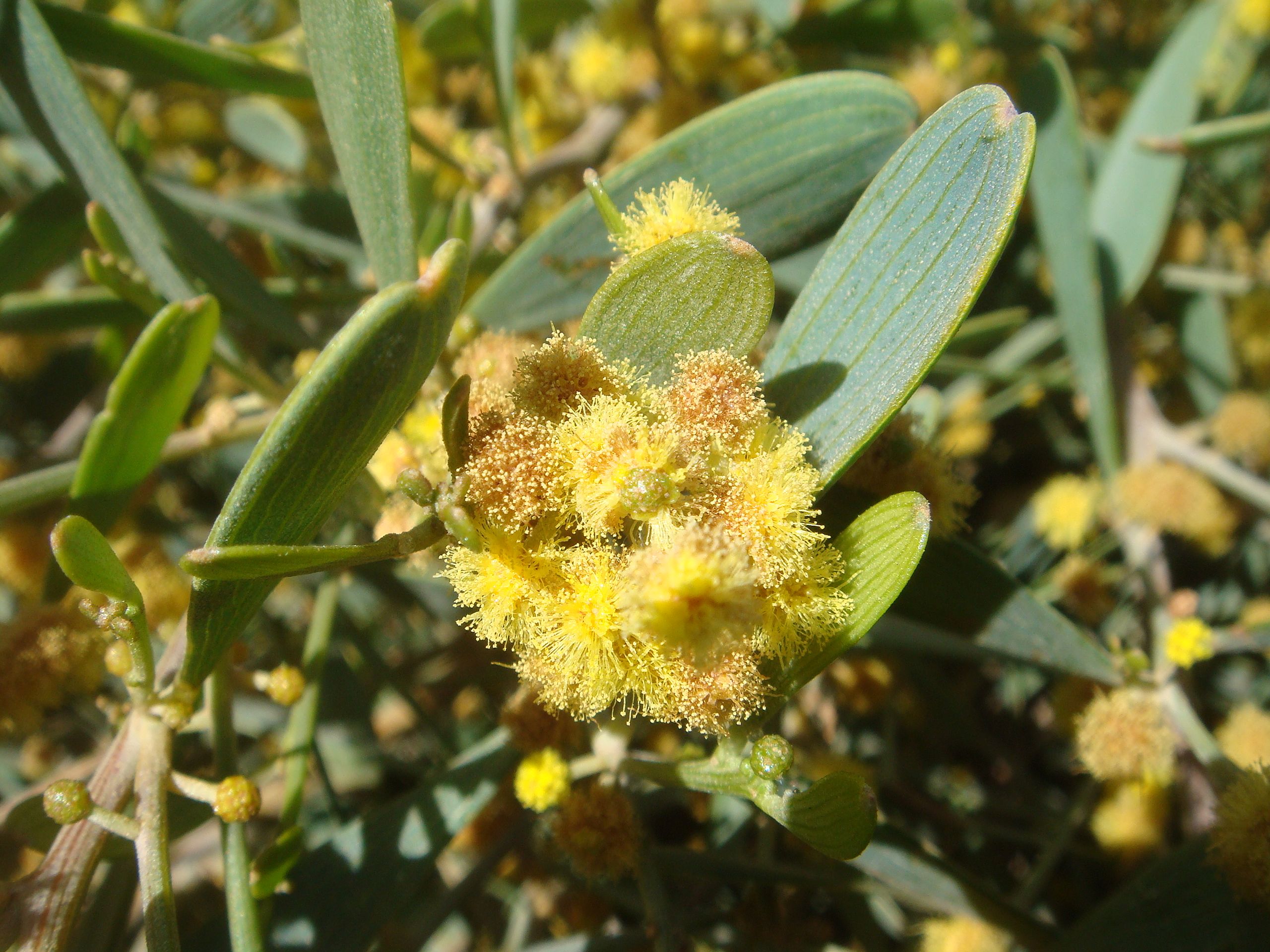 Simmondsia chinensis - Jojoba, Goat Nut, Deer Nut, Pignut, Wild Hazel, Quinine Nut, Coffeeberry