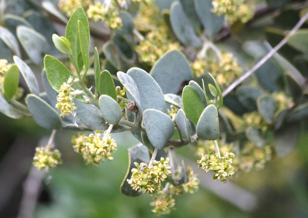 Simmondsia chinensis - Jojoba, Goat Nut, Deer Nut, Pignut, Wild Hazel, Quinine Nut, Coffeeberry - Image 2