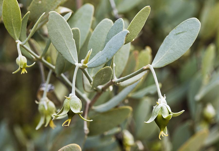 Simmondsia chinensis - Jojoba, Goat Nut, Deer Nut, Pignut, Wild Hazel, Quinine Nut, Coffeeberry - Image 4