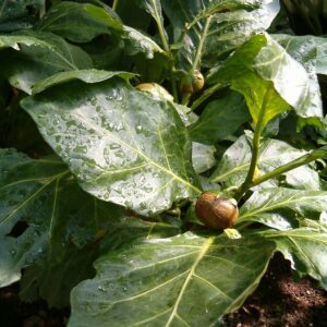 Solanum macrocarpon - African Eggplant