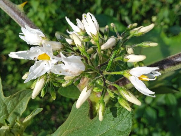 Solanum torvum - Turkey Berry, Devil's Fig, Pea Eggplant, Platebrush or Susumber - Image 8