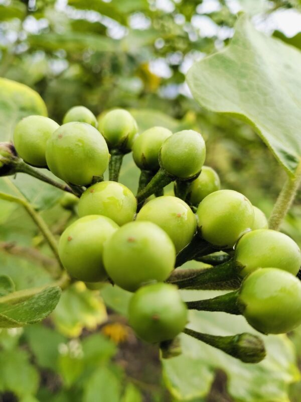 Solanum torvum - Turkey Berry, Devil's Fig, Pea Eggplant, Platebrush or Susumber - Image 9