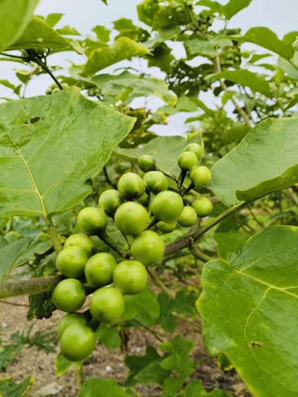 Solanum torvum - Turkey Berry, Devil's Fig, Pea Eggplant, Platebrush or Susumber - Image 10