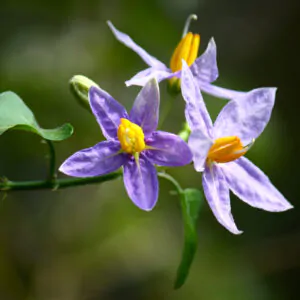Solanum trilobatum - Purple-fruited Pea Eggplant, Thoothuvalai, Climbing Brinjal, Red Pea Eggplant