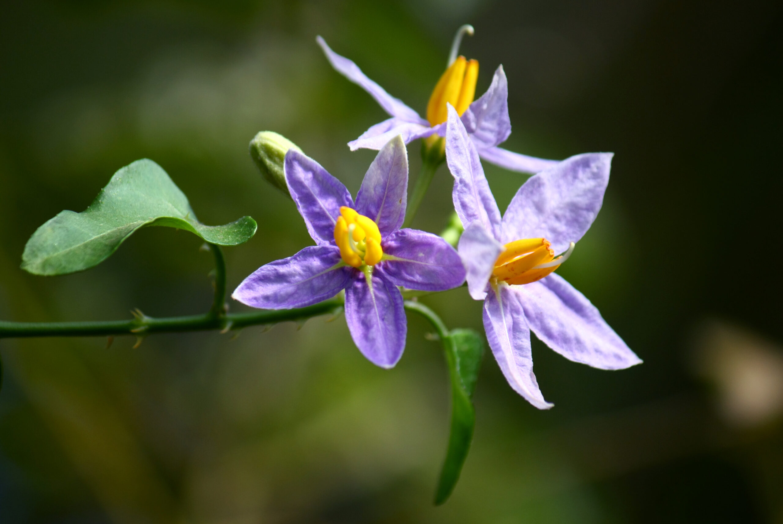 Solanum trilobatum - Purple-fruited Pea Eggplant, Thoothuvalai, Climbing Brinjal, Red Pea Eggplant