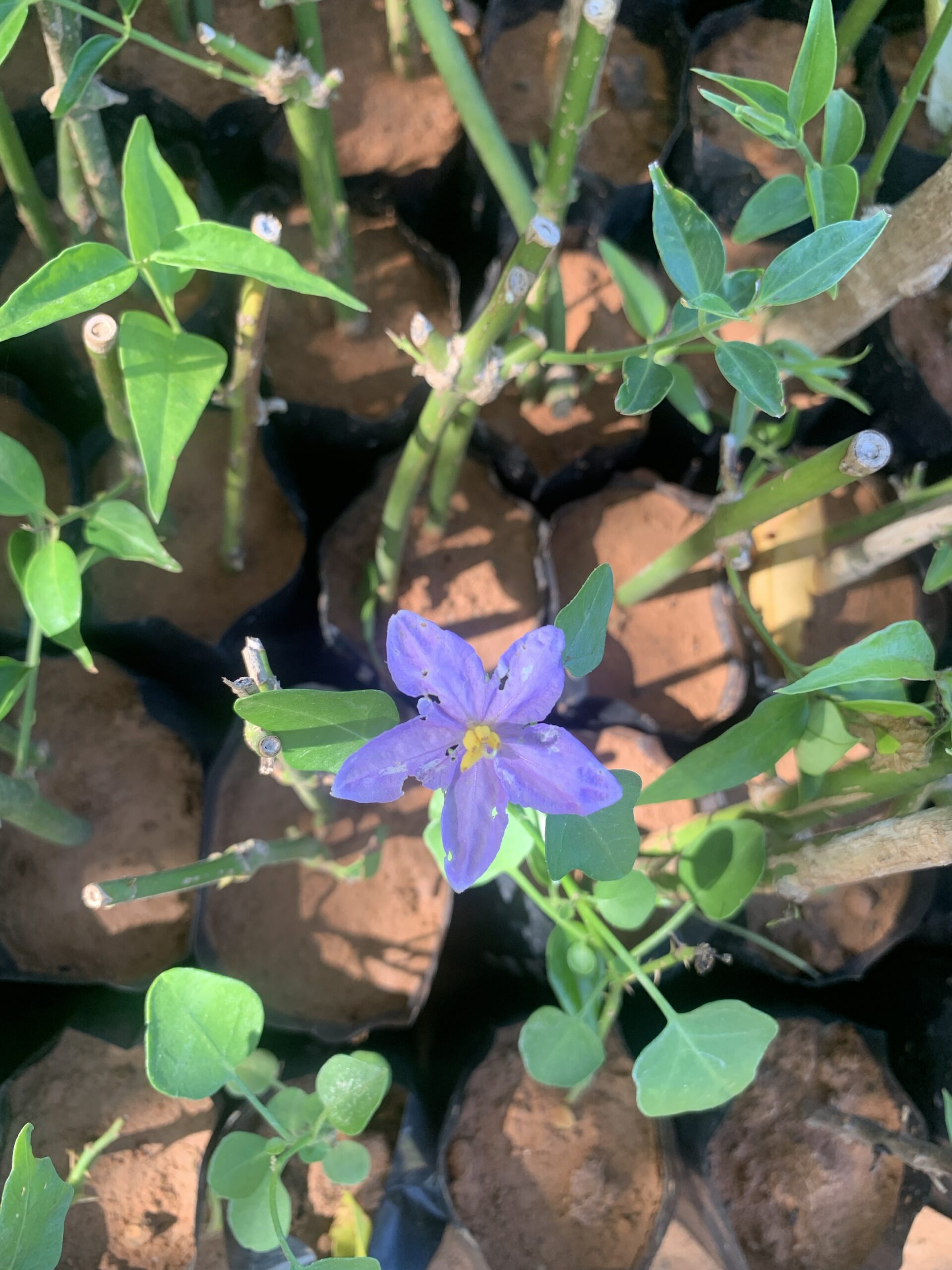 Solanum trilobatum - Purple-fruited Pea Eggplant, Thoothuvalai, Climbing Brinjal, Red Pea Eggplant - Image 3