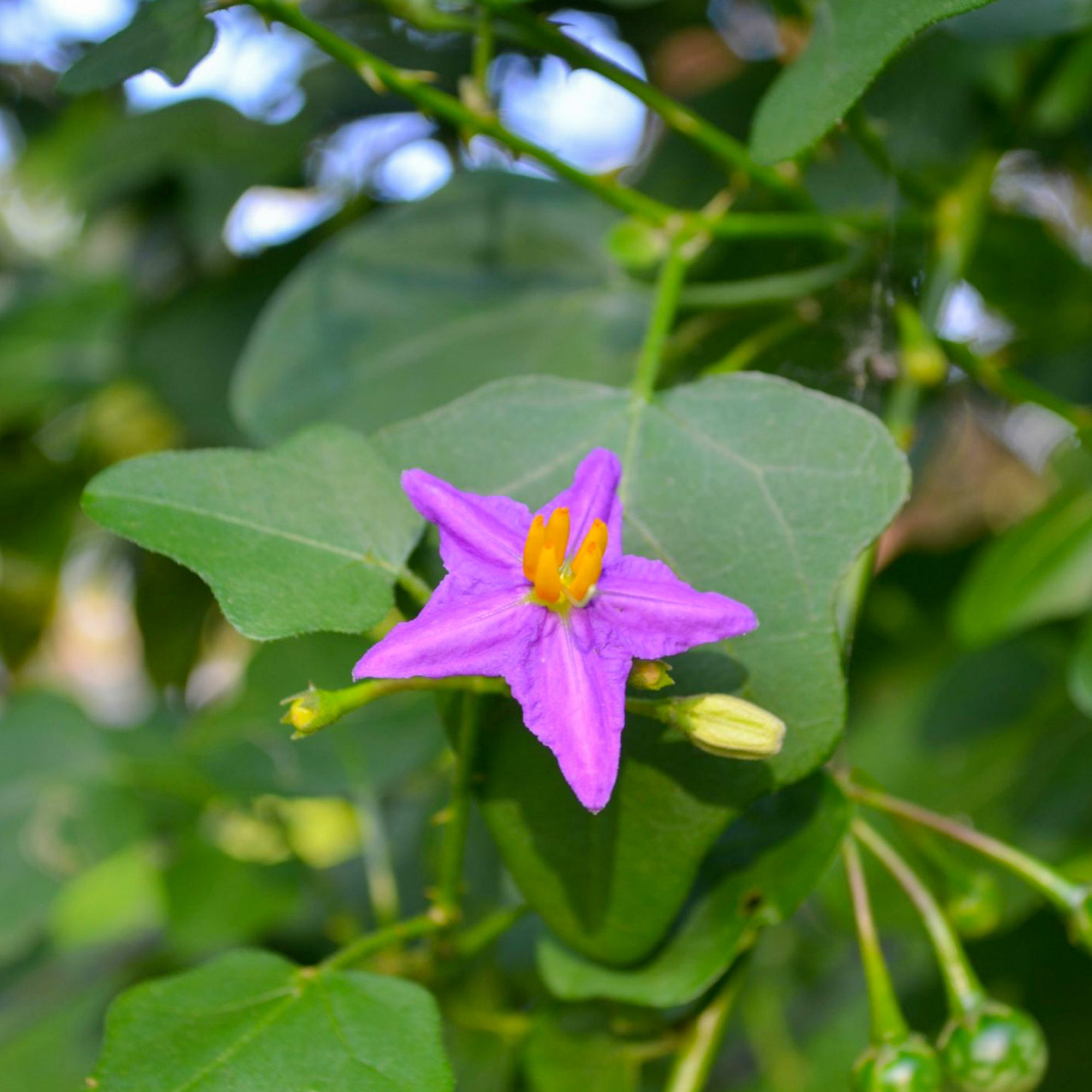 Solanum trilobatum - Purple-fruited Pea Eggplant, Thoothuvalai, Climbing Brinjal, Red Pea Eggplant - Image 4