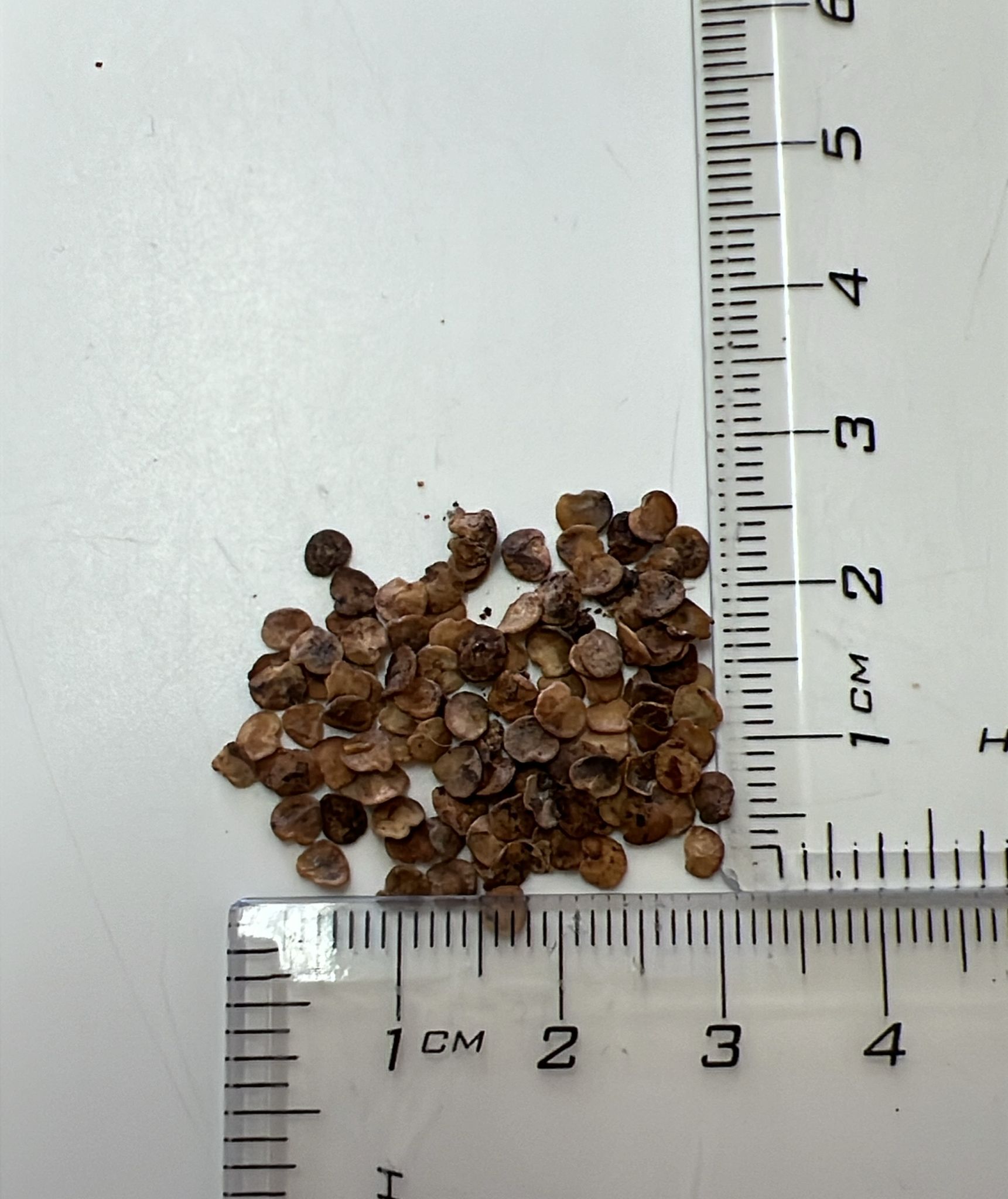 Solanum trilobatum - Purple-fruited Pea Eggplant, Thoothuvalai, Climbing Brinjal, Red Pea Eggplant - Image 5