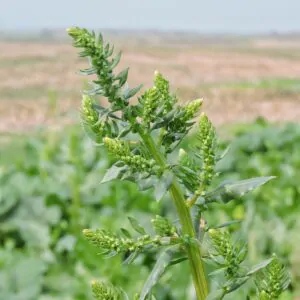Spinacia oleracea - Spinach