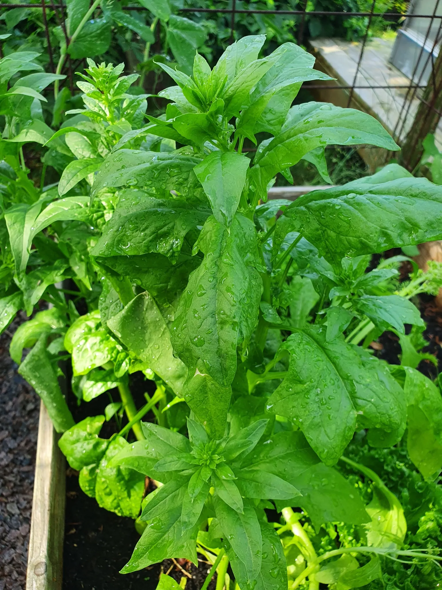 Spinacia oleracea - Spinach - Image 5
