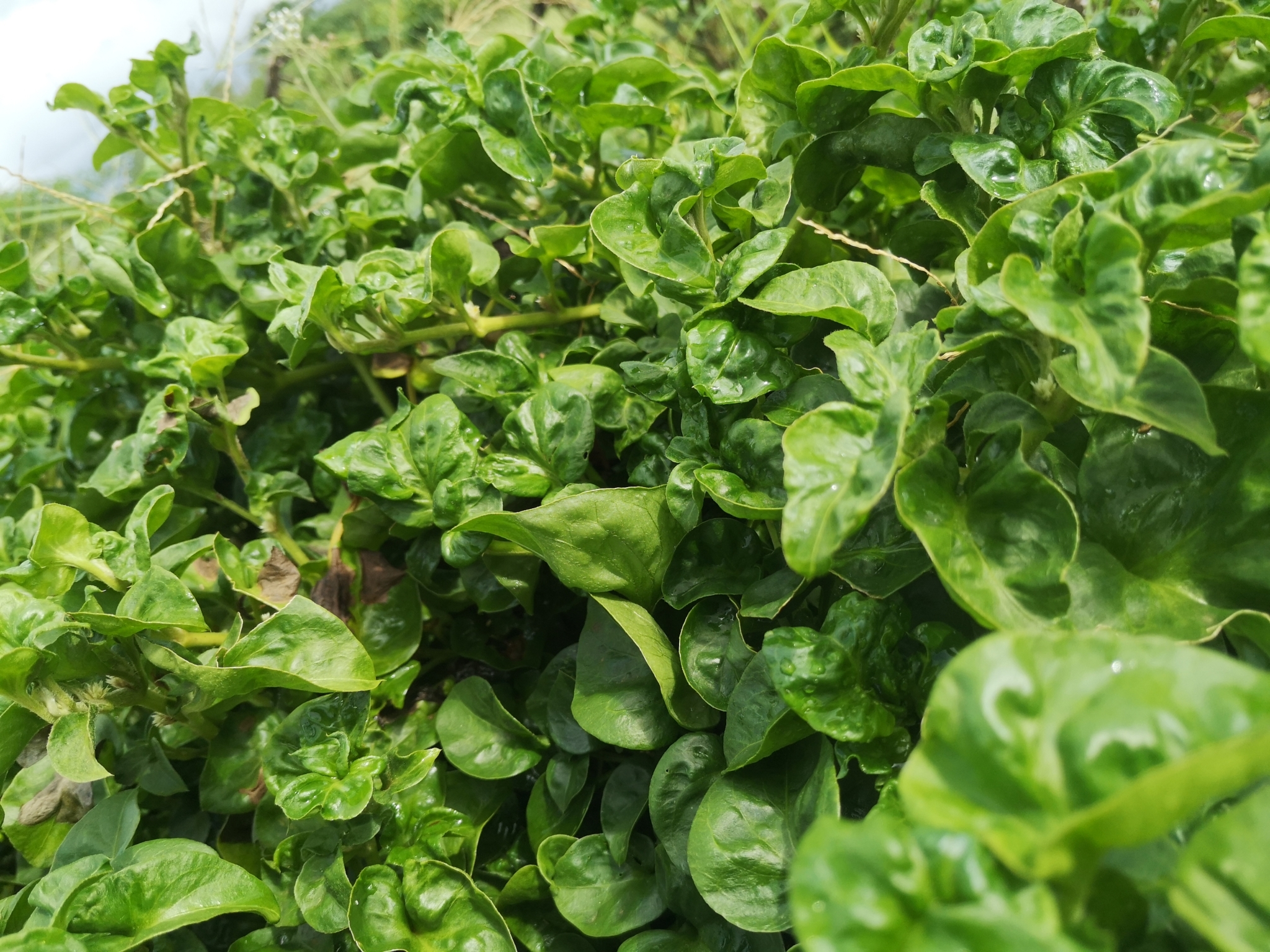 Spinacia oleracea - Spinach - Image 6