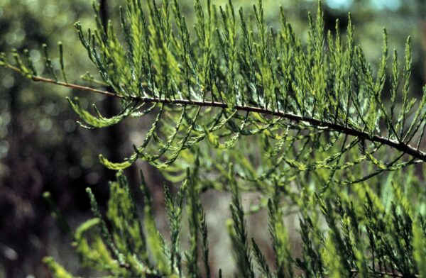 Taxodium ascendens / Taxodium distichum var. imbricarium - Pond Cypress, Cyprus Sovereign, Lagoon Cyprus - Image 3