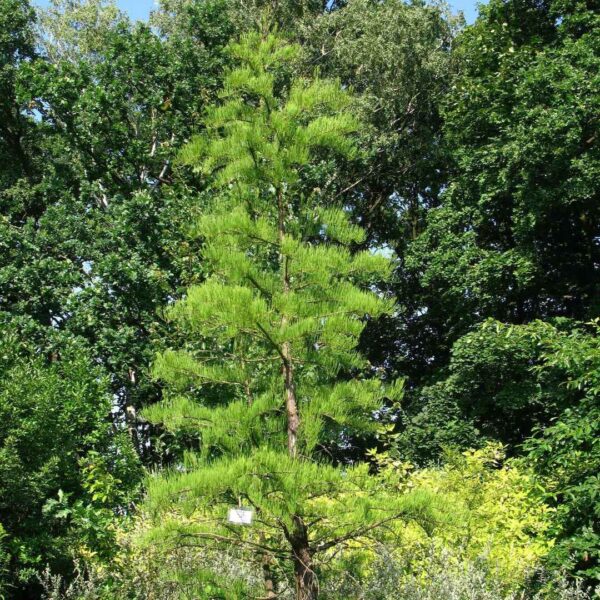 Taxodium ascendens / Taxodium distichum var. imbricarium - Pond Cypress, Cyprus Sovereign, Lagoon Cyprus - Image 4