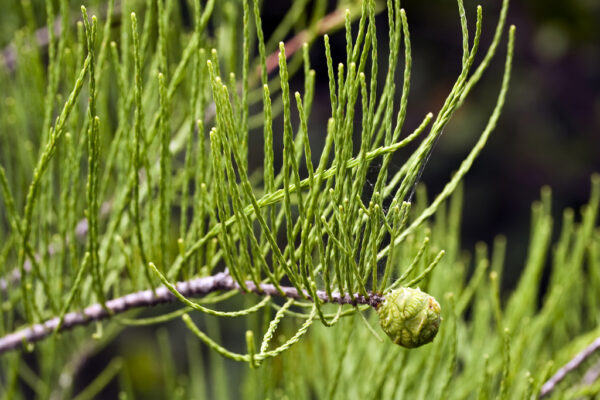 Taxodium ascendens / Taxodium distichum var. imbricarium - Pond Cypress, Cyprus Sovereign, Lagoon Cyprus - Image 8