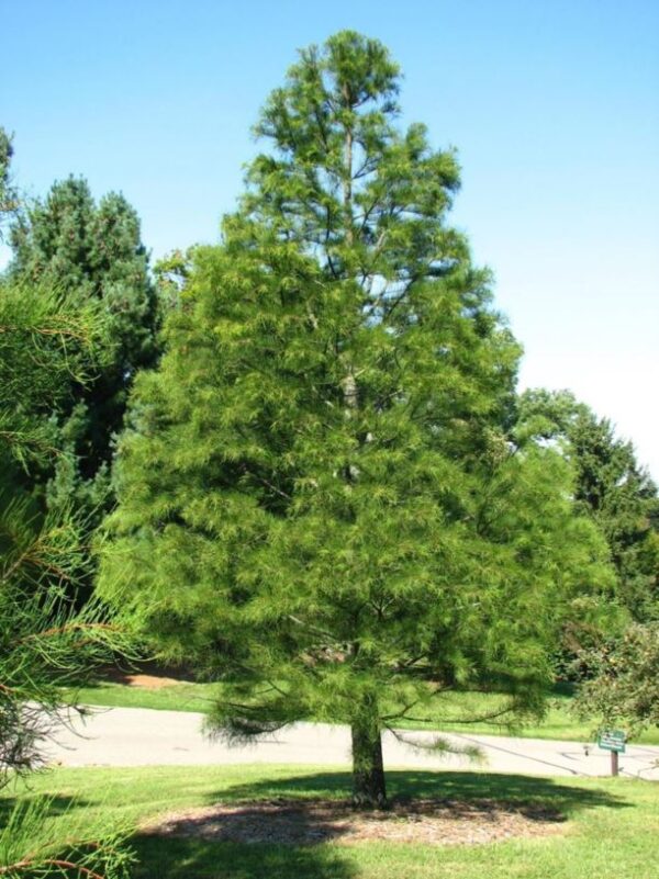 Taxodium ascendens / Taxodium distichum var. imbricarium - Pond Cypress, Cyprus Sovereign, Lagoon Cyprus