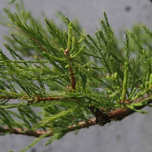 Taxodium ascendens / Taxodium distichum var. imbricarium - Pond Cypress, Cyprus Sovereign, Lagoon Cyprus - Image 10