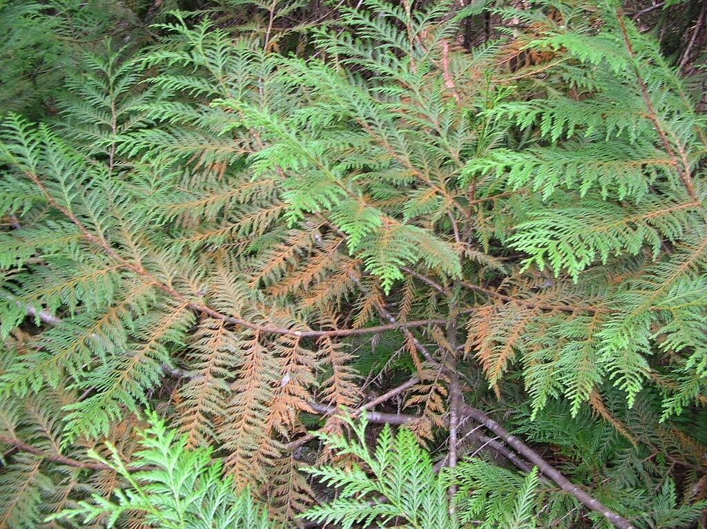 Thuja plicata - Western Red Cedar - Image 6