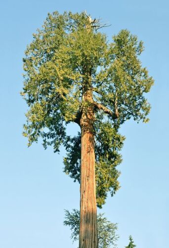 Thuja plicata - Western Red Cedar - Image 7