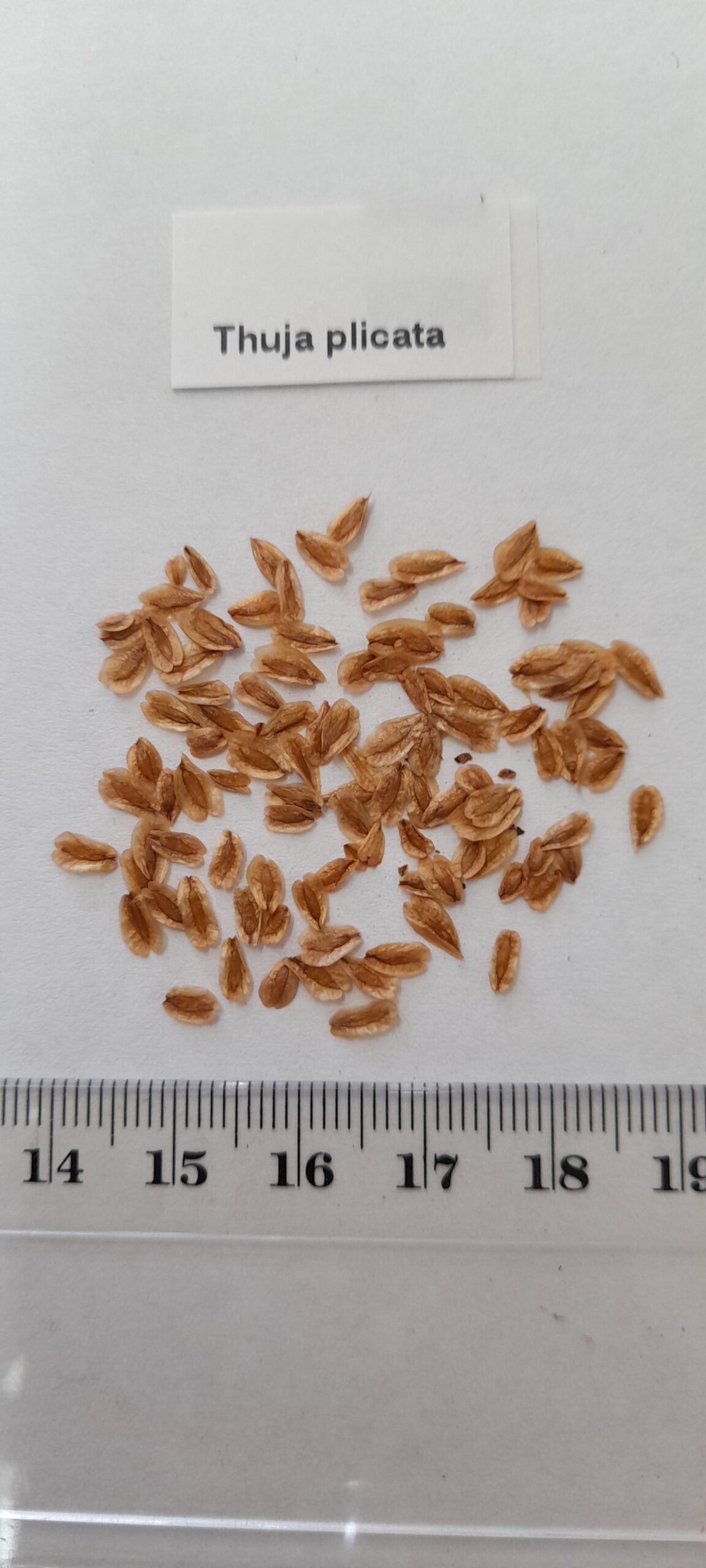Thuja plicata - Western Red Cedar - Image 8