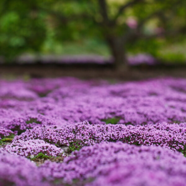 Thymus praecox - Mother-of-Thyme, Creeping Thyme - Image 4
