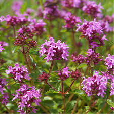 Thymus serpyllum - Breckland Thyme, Wild Thyme, Dwarf Creeping Thyme - Image 2