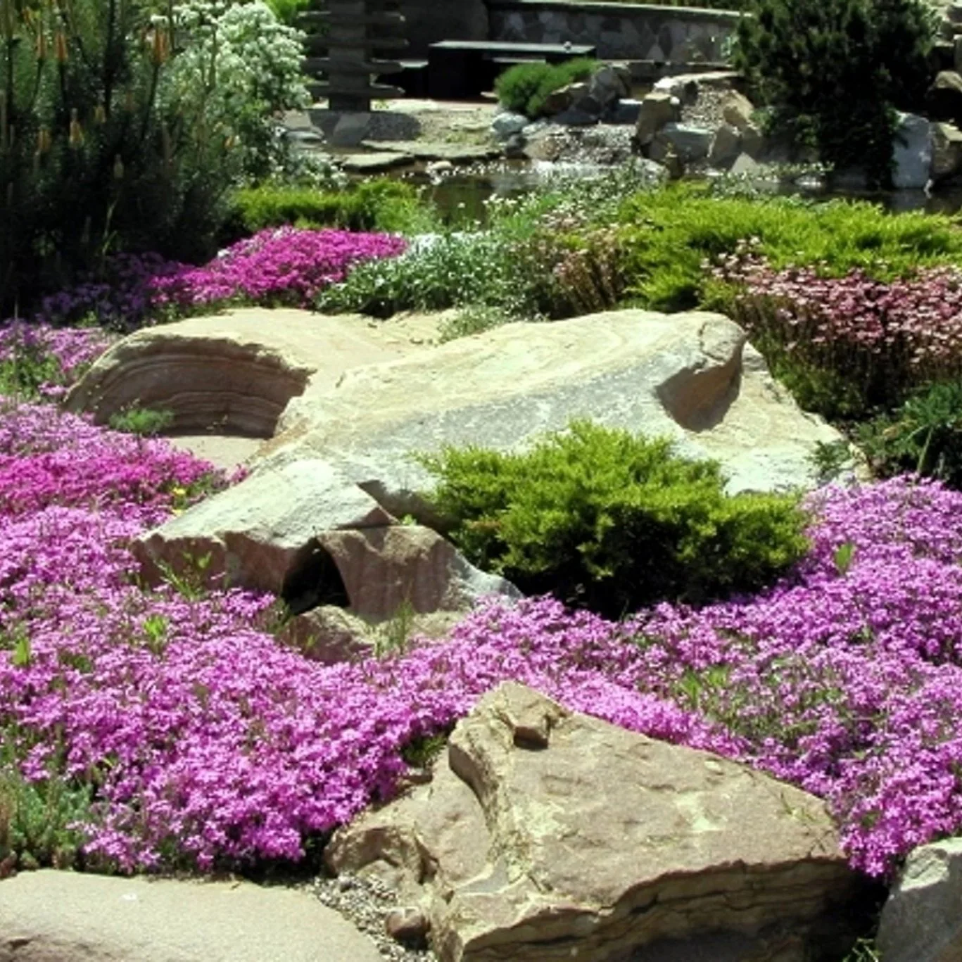 Thymus serpyllum - Breckland Thyme, Wild Thyme, Dwarf Creeping Thyme - Image 3