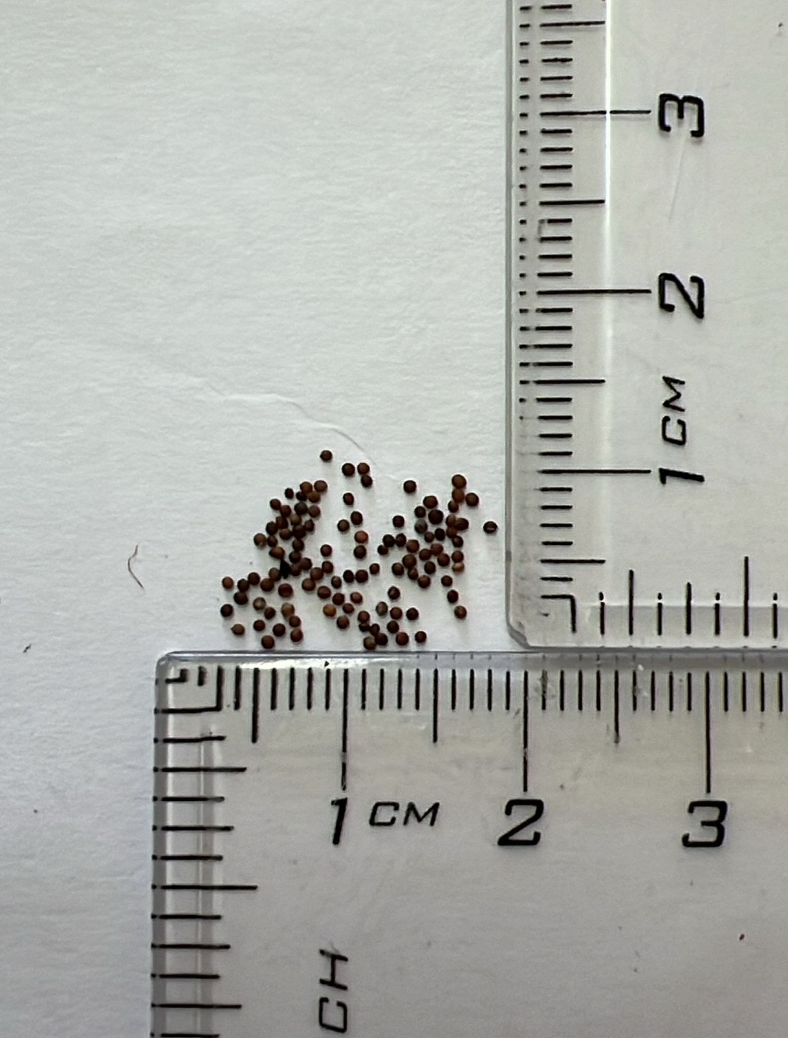 Thymus serpyllum - Breckland Thyme, Wild Thyme, Dwarf Creeping Thyme - Image 7