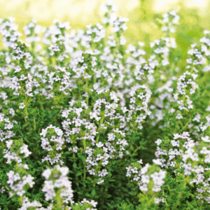 Thymus vulgaris - Common Thyme, Garden Thyme, French Thyme, Provence Thyme