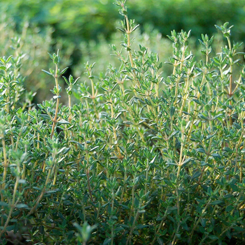 Thymus vulgaris - Common Thyme, Garden Thyme, French Thyme, Provence Thyme - Image 3