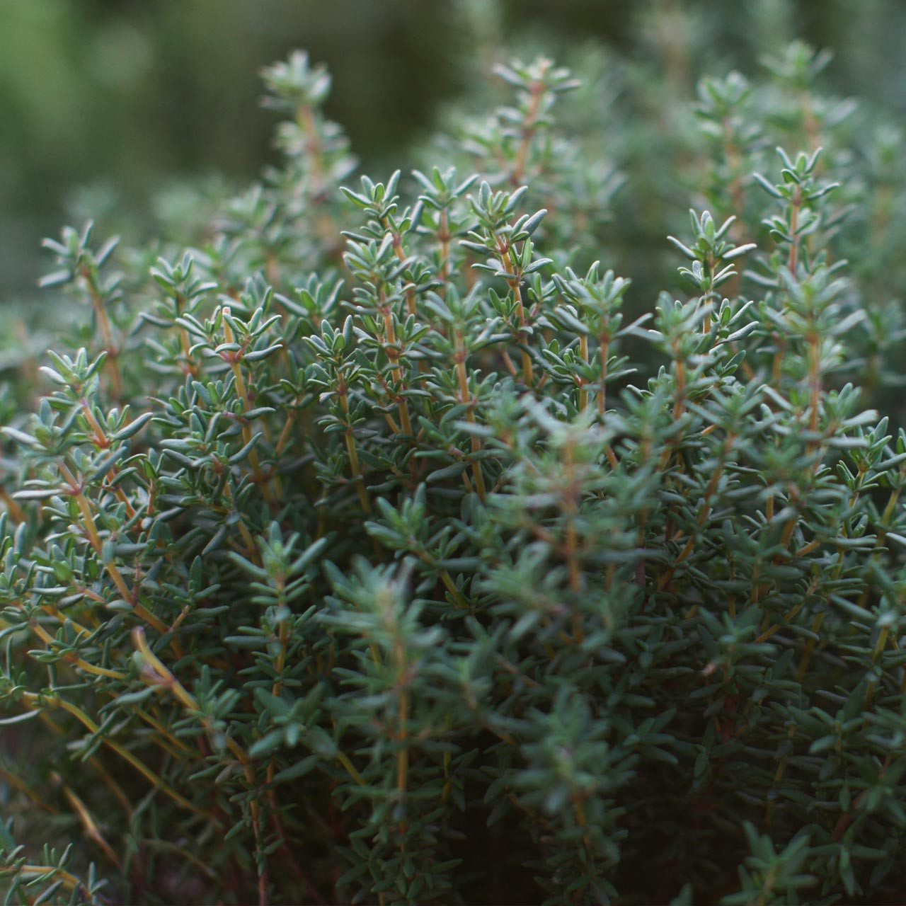 Thymus vulgaris - Common Thyme, Garden Thyme, French Thyme, Provence Thyme - Image 4