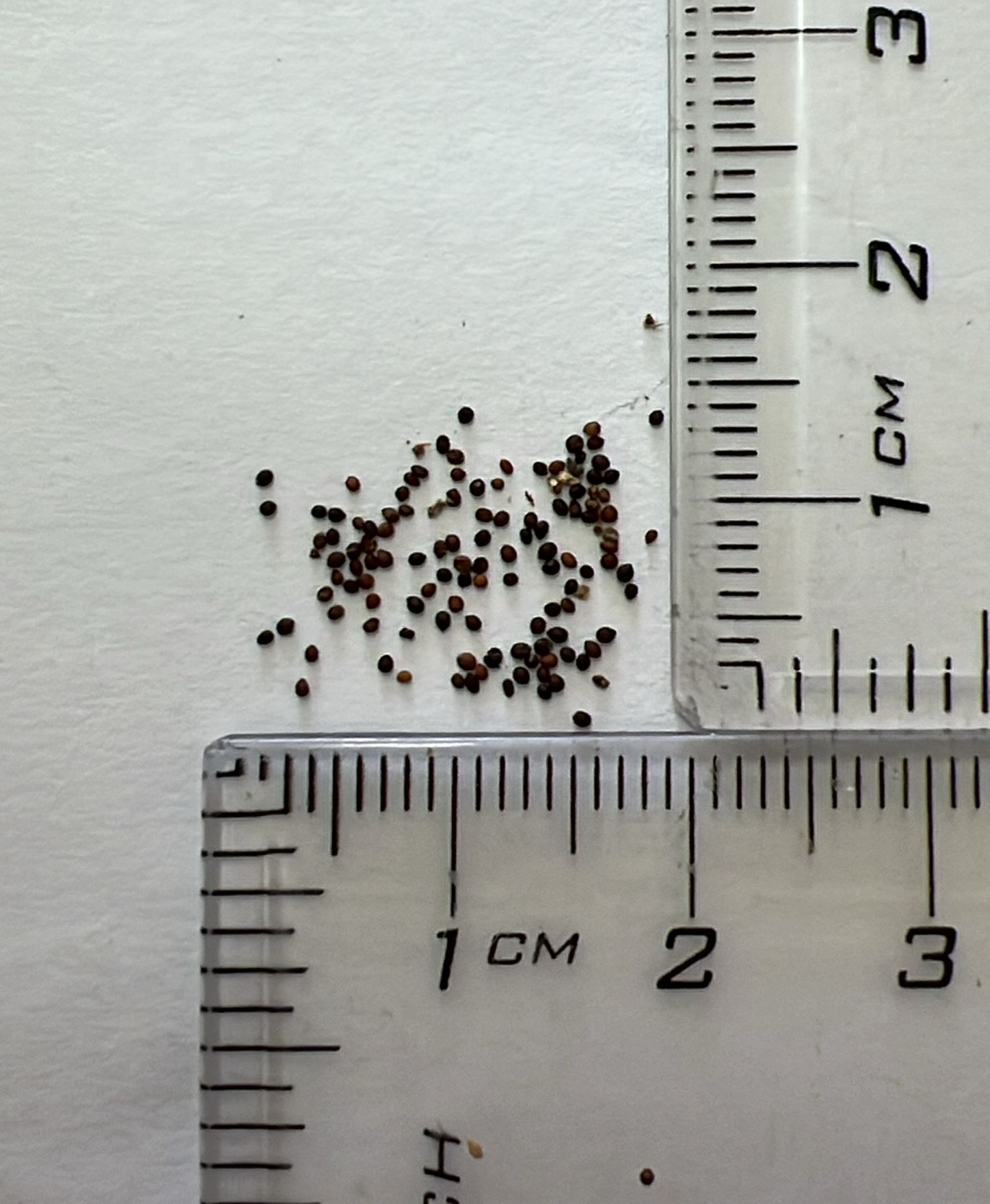 Thymus vulgaris - Common Thyme, Garden Thyme, French Thyme, Provence Thyme - Image 5