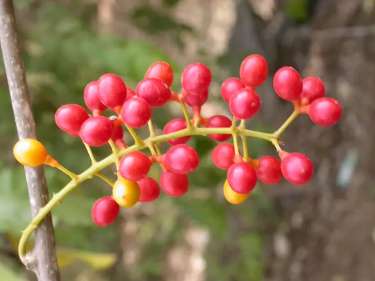 Tinospora cordifolia - Heart-leaved Moonseed, Guduchi, Giloy, Gurjo