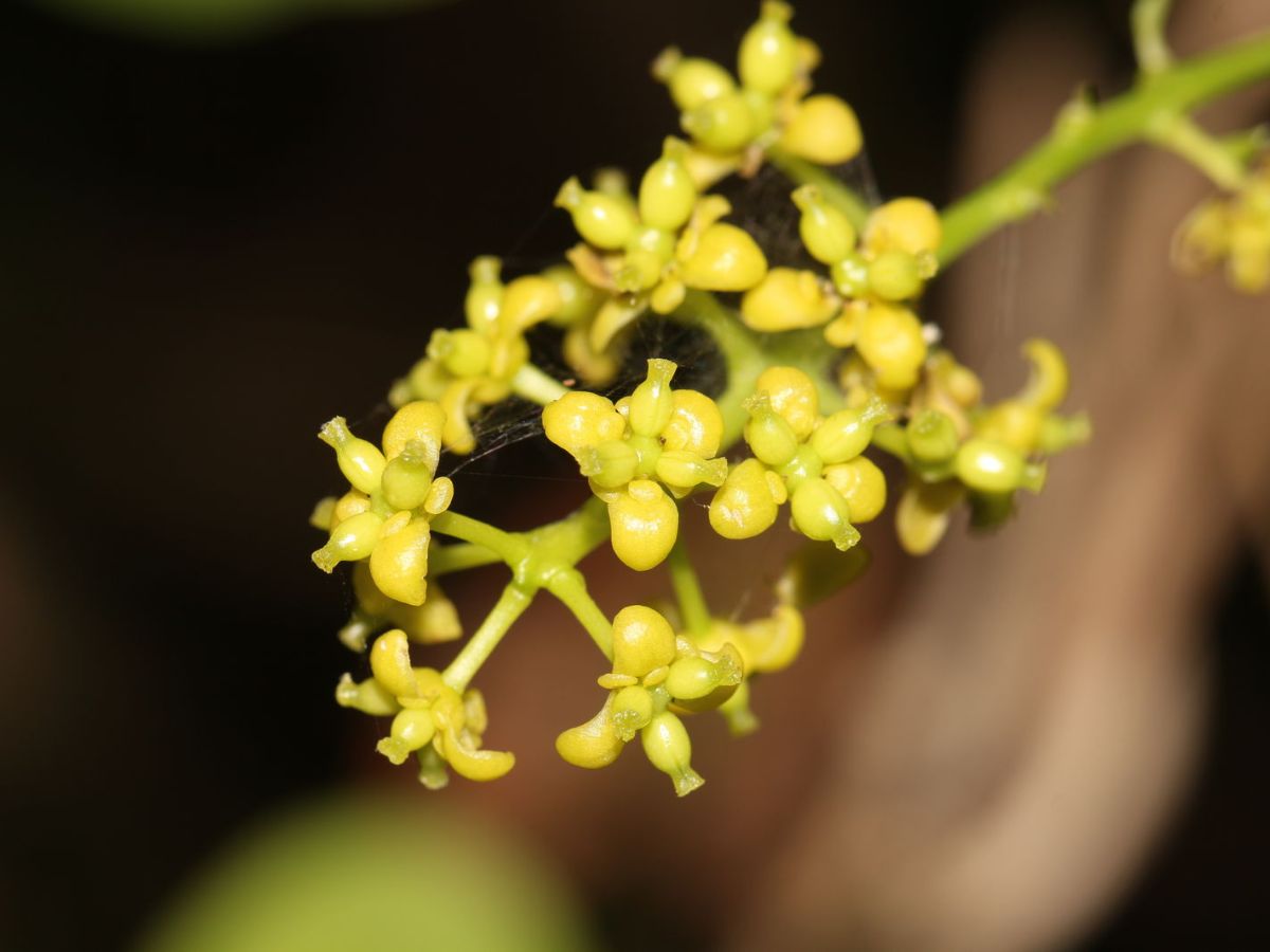 Tinospora cordifolia - Heart-leaved Moonseed, Guduchi, Giloy, Gurjo - Image 2