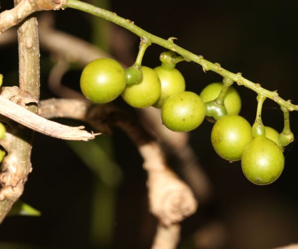 Tinospora cordifolia - Heart-leaved Moonseed, Guduchi, Giloy, Gurjo - Image 4