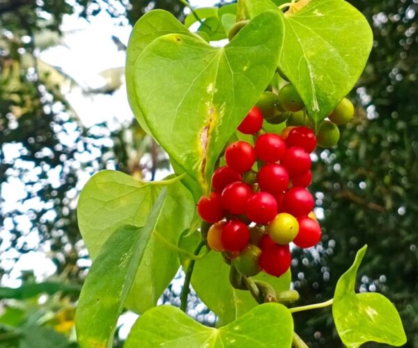 Tinospora cordifolia - Heart-leaved Moonseed, Guduchi, Giloy, Gurjo - Image 5