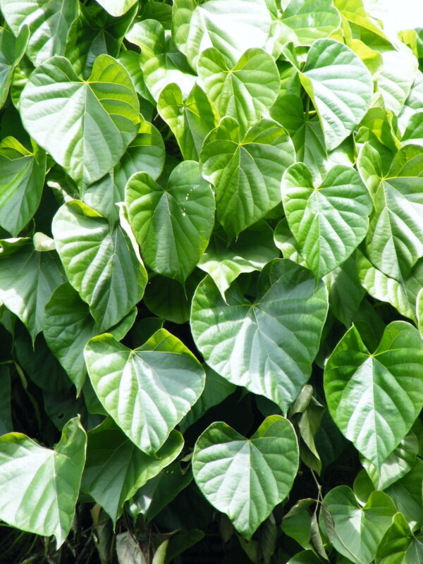 Tinospora cordifolia - Heart-leaved Moonseed, Guduchi, Giloy, Gurjo - Image 6